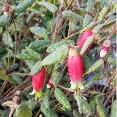 Correa Fat Fred 1 Plant Native Flowering reflexa speciosa